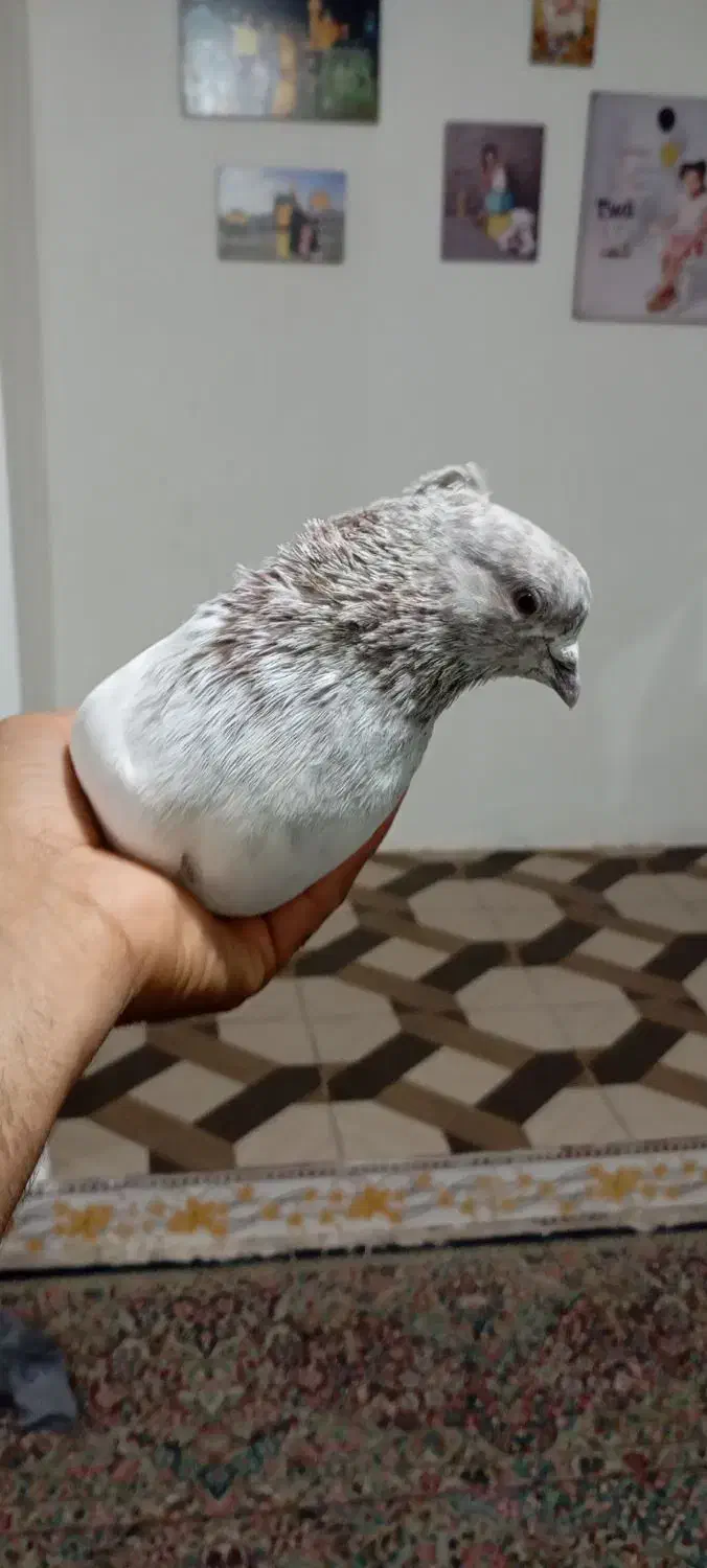 کله ای|پرنده|بم, |دیوار