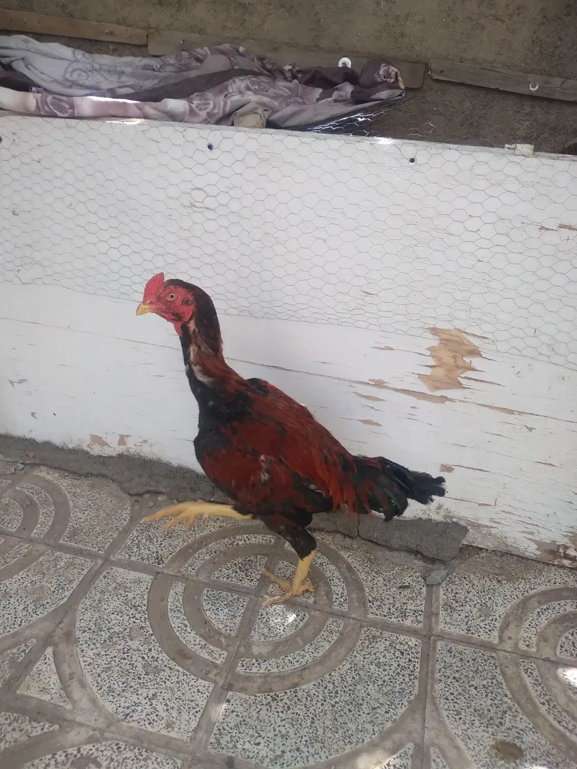 س دانگ سالم|حیوانات مزرعه|تاکستان, |دیوار