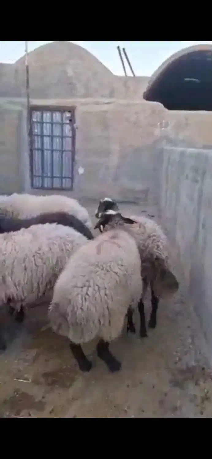 فروش تک و تعداد|حیوانات مزرعه|تهران, مختاری|دیوار