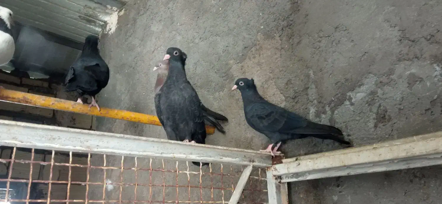 کبوتر|پرنده|شوشتر, |دیوار