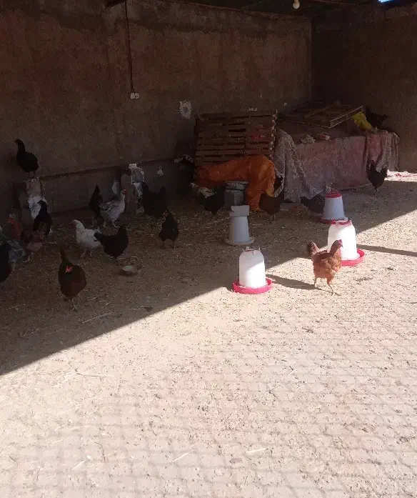 مرغ و خروس محلی|حیوانات مزرعه|کارزان, |دیوار