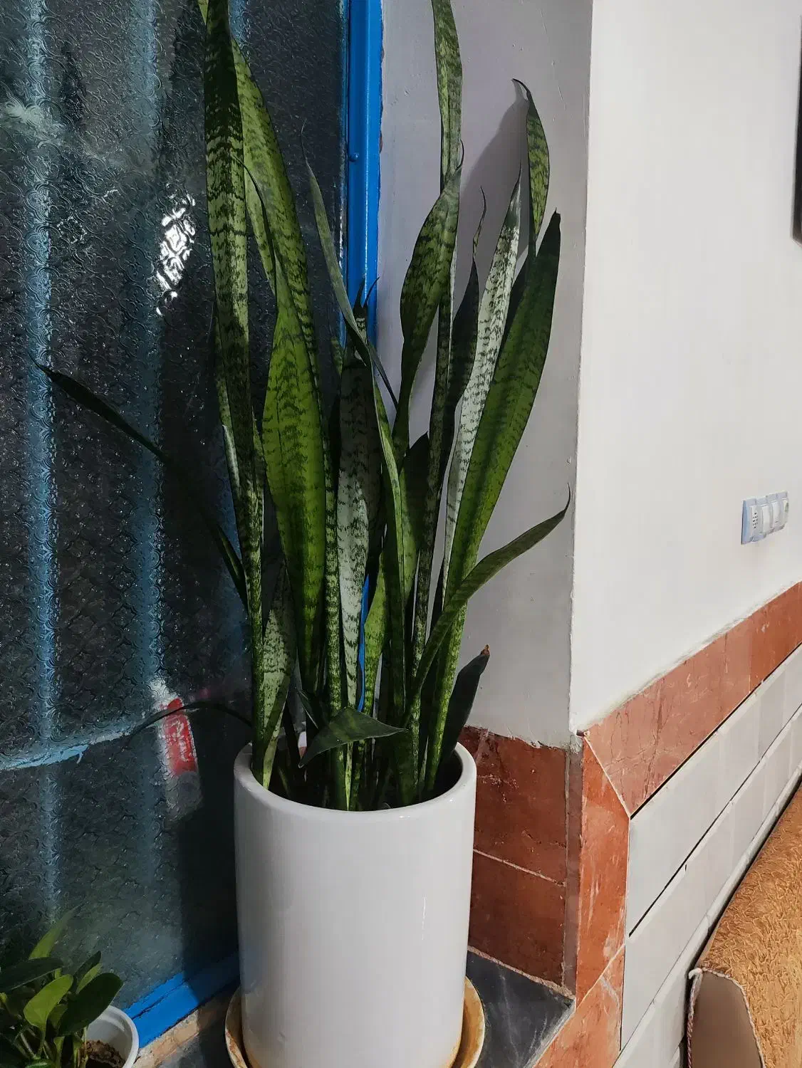 طلای سرسبز|جواهرات|خرمآباد, |دیوار