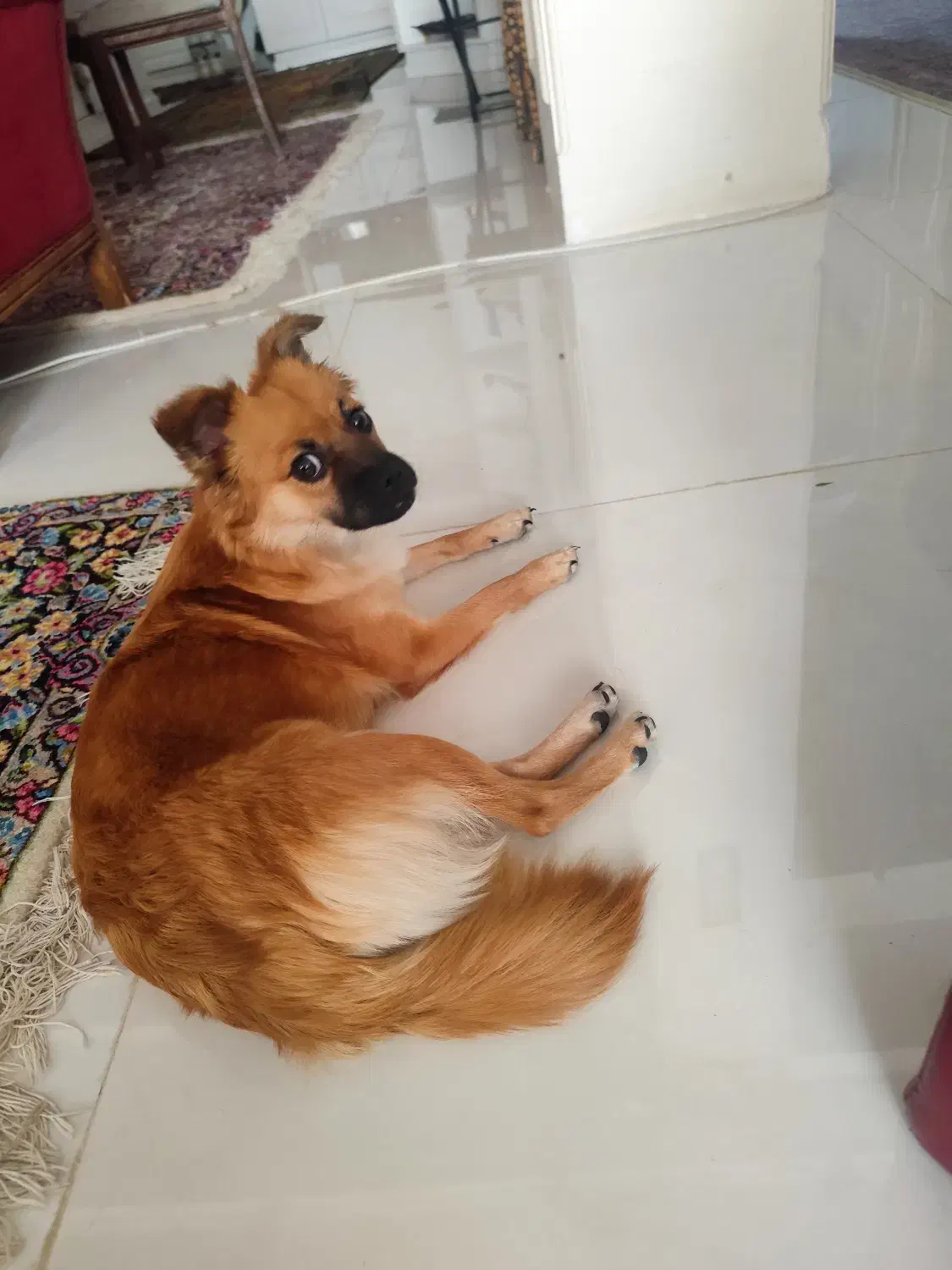 سگ اشپیتز و پامر|سگ|کرمان, |دیوار