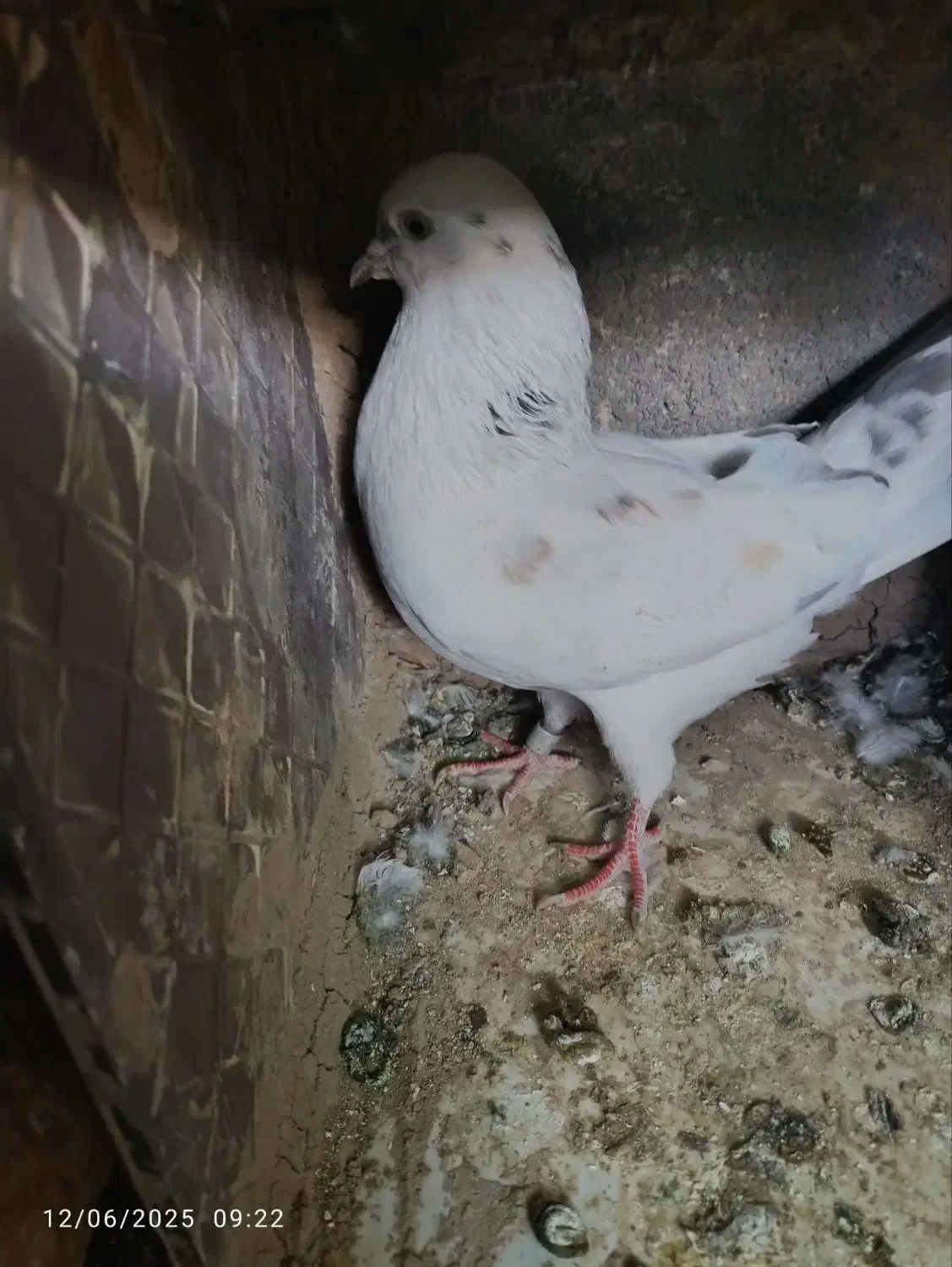 کبوتر پرشی|پرنده|لردگان, |دیوار