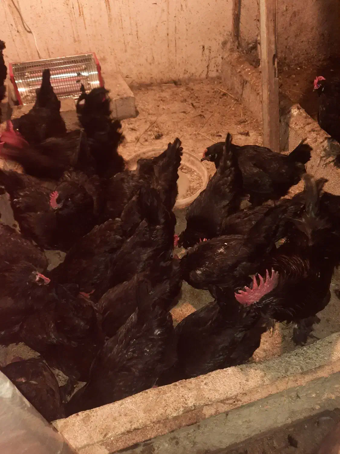 خروس مرندی بالغ|حیوانات مزرعه|ساری, |دیوار