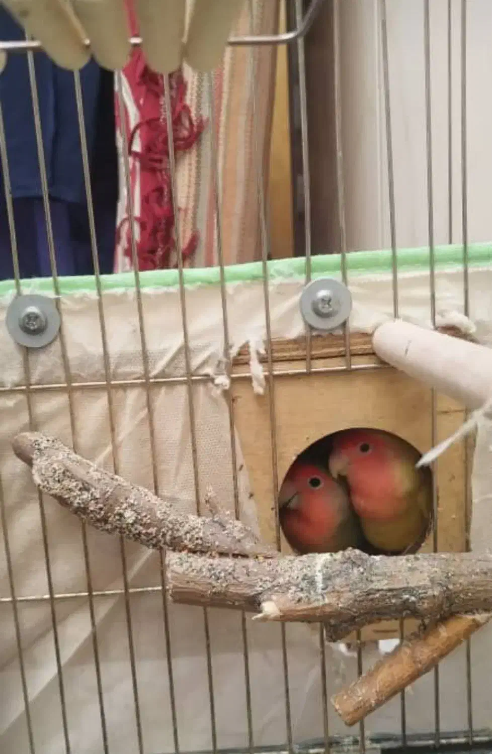 کوتوله برزیلی|پرنده|شیراز, کوشک میدان|دیوار