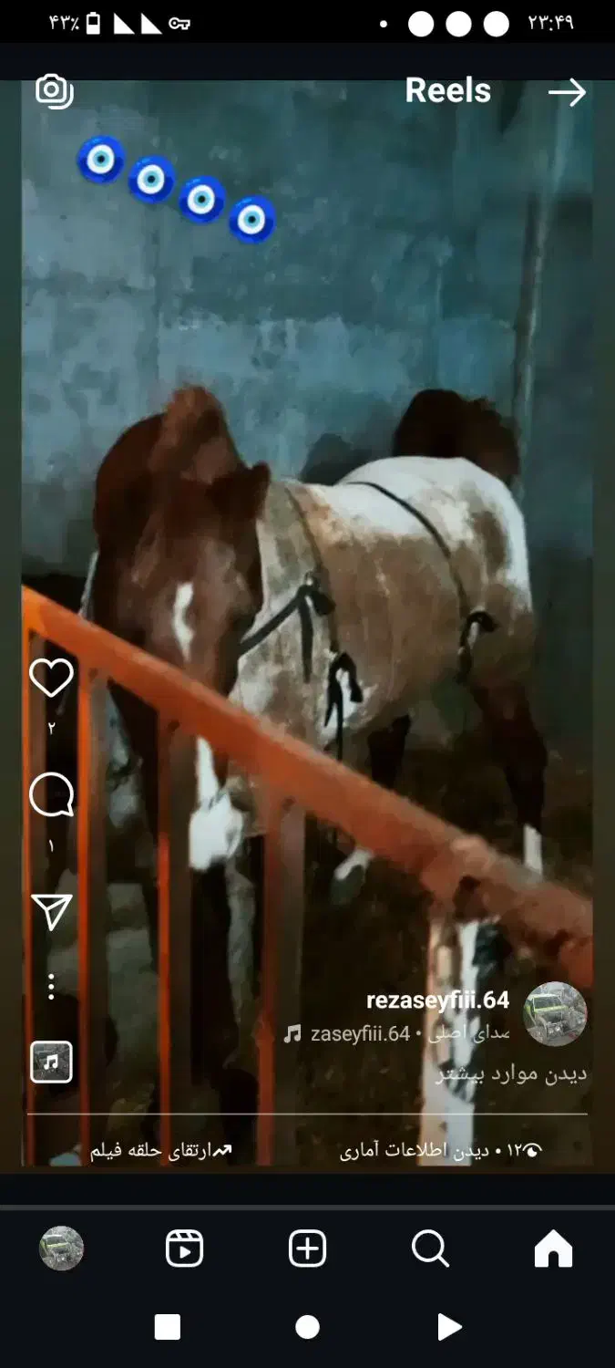 اسب کرد دو سر حال سالم مدارک میکروچیب دار|اسب و تجهیزات اسبسواری|رباطکریم, نوده|دیوار