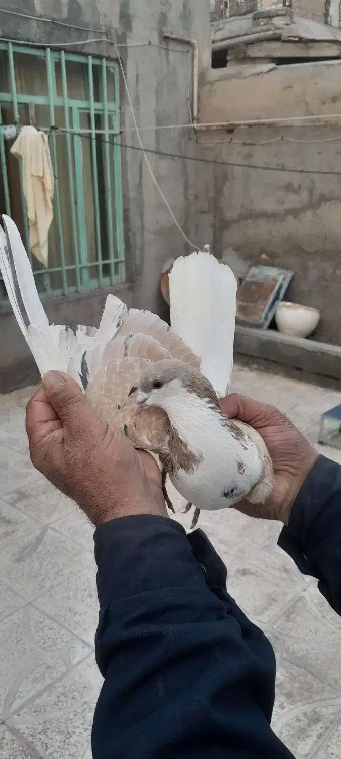 کبوتر|پرنده|نیشابور, فضل|دیوار