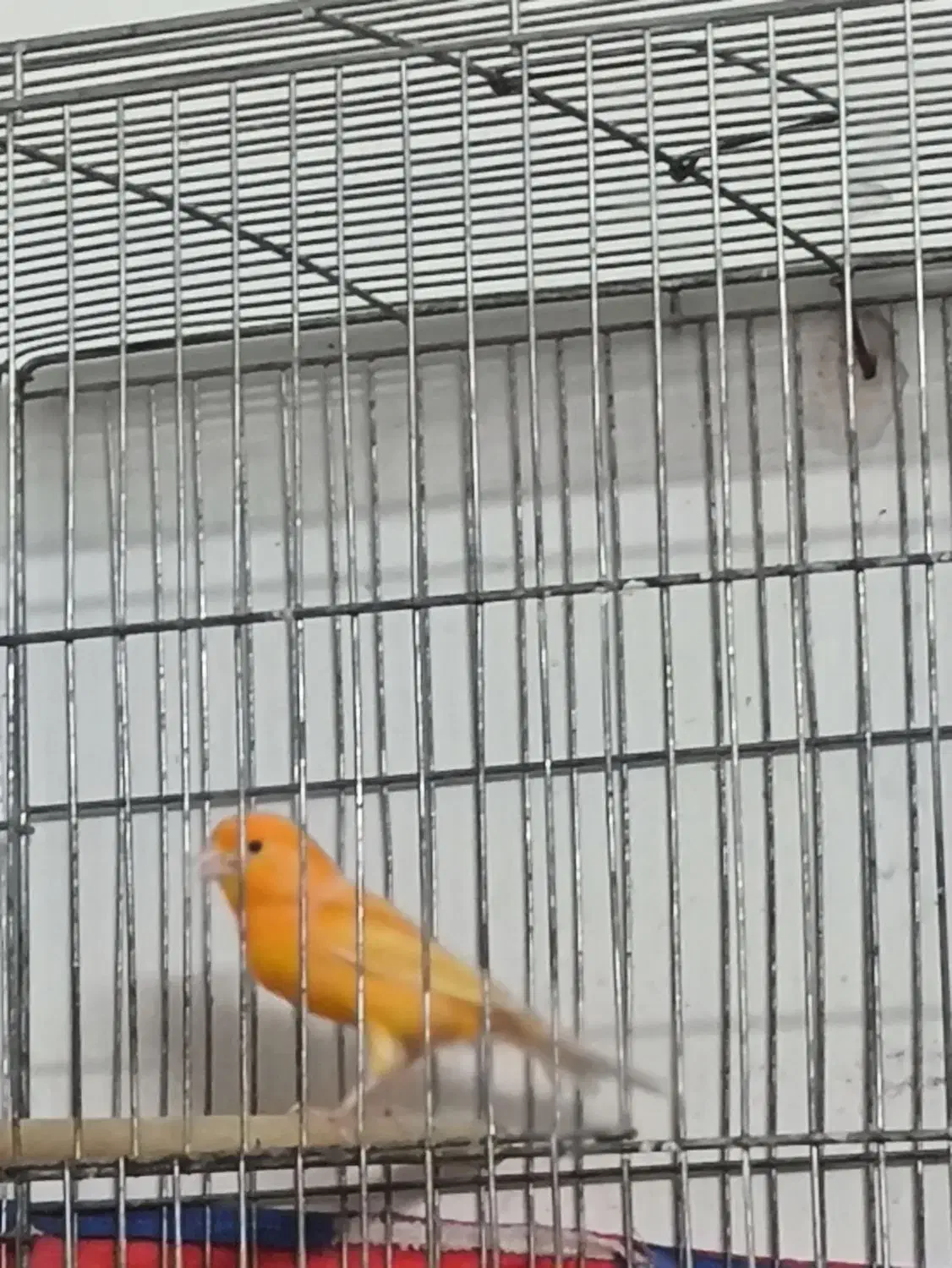 قناری نر اماده|پرنده|اصفهان, شاه پسند|دیوار