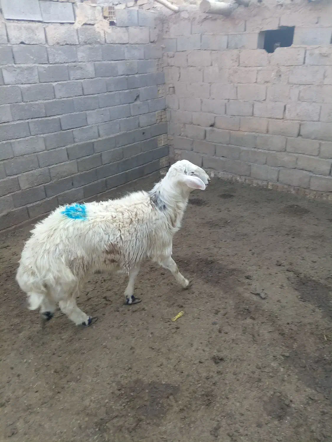 برق چی اصیل|حیوانات مزرعه|رشتخوار, |دیوار