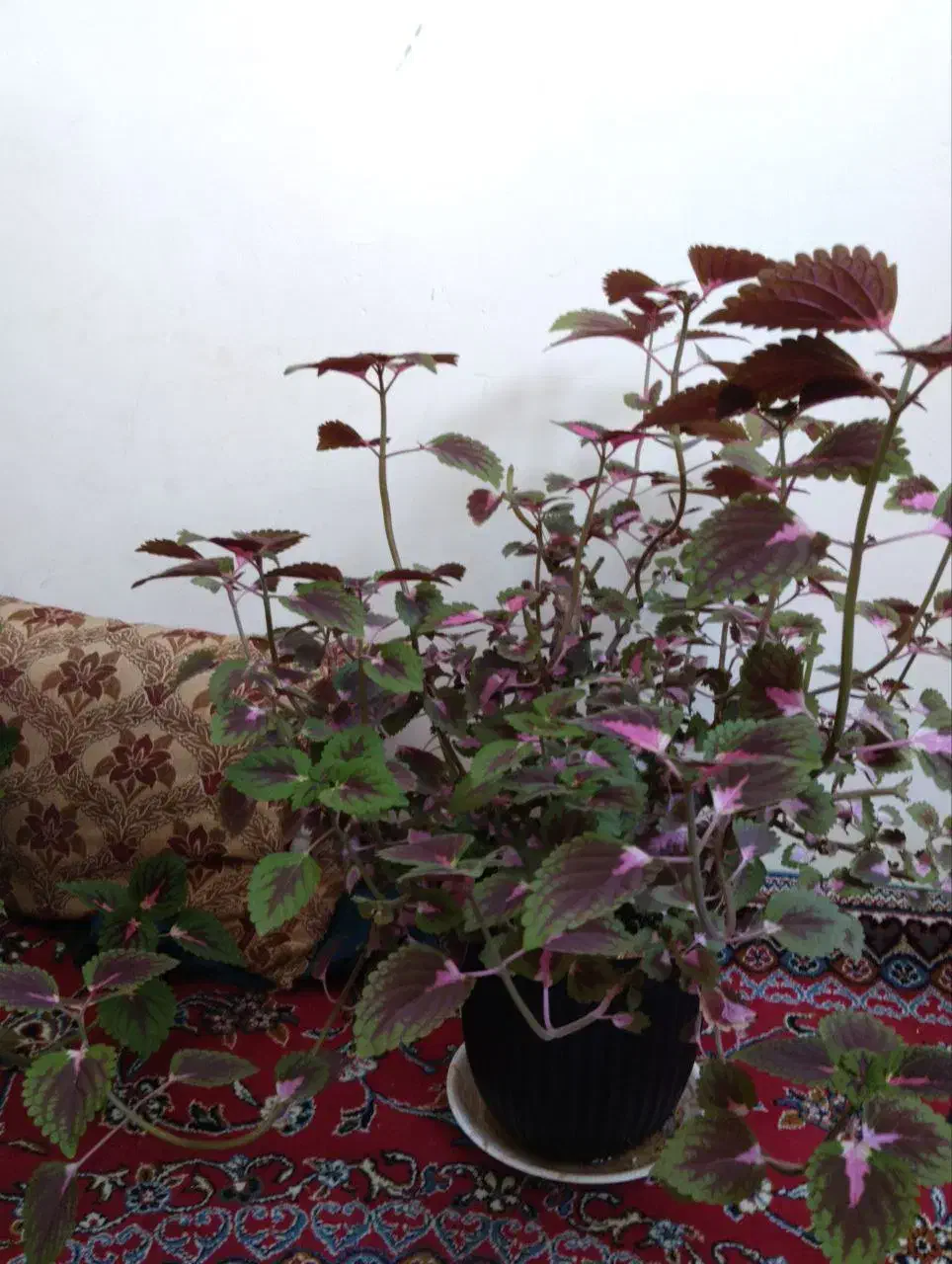 گل حسن یوسف|گل و گیاه طبیعی|گلبهار, شهر جدید گلبهار|دیوار