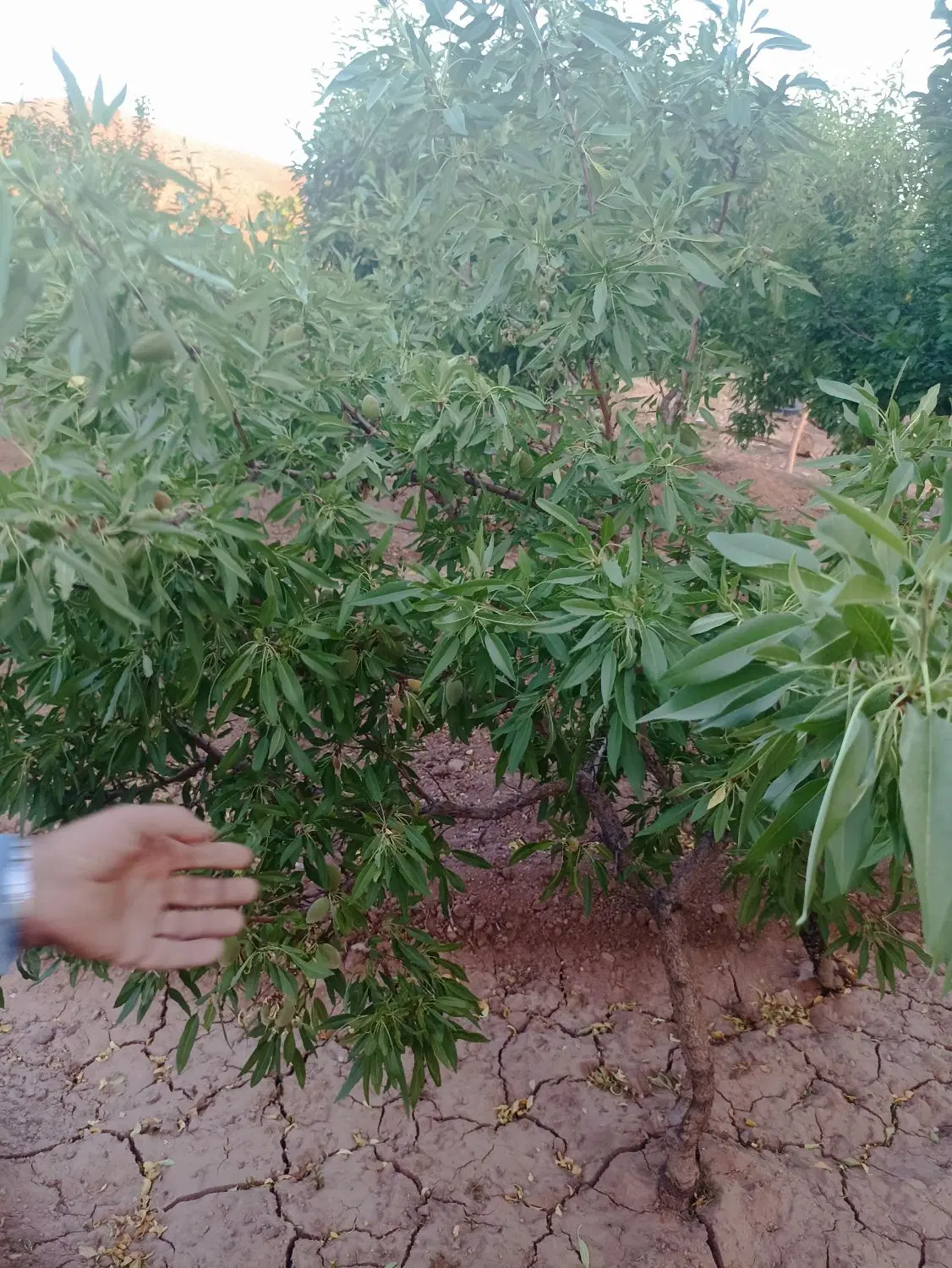 باغ فروشی|فروش زمین و ملک کلنگی|میبد, |دیوار