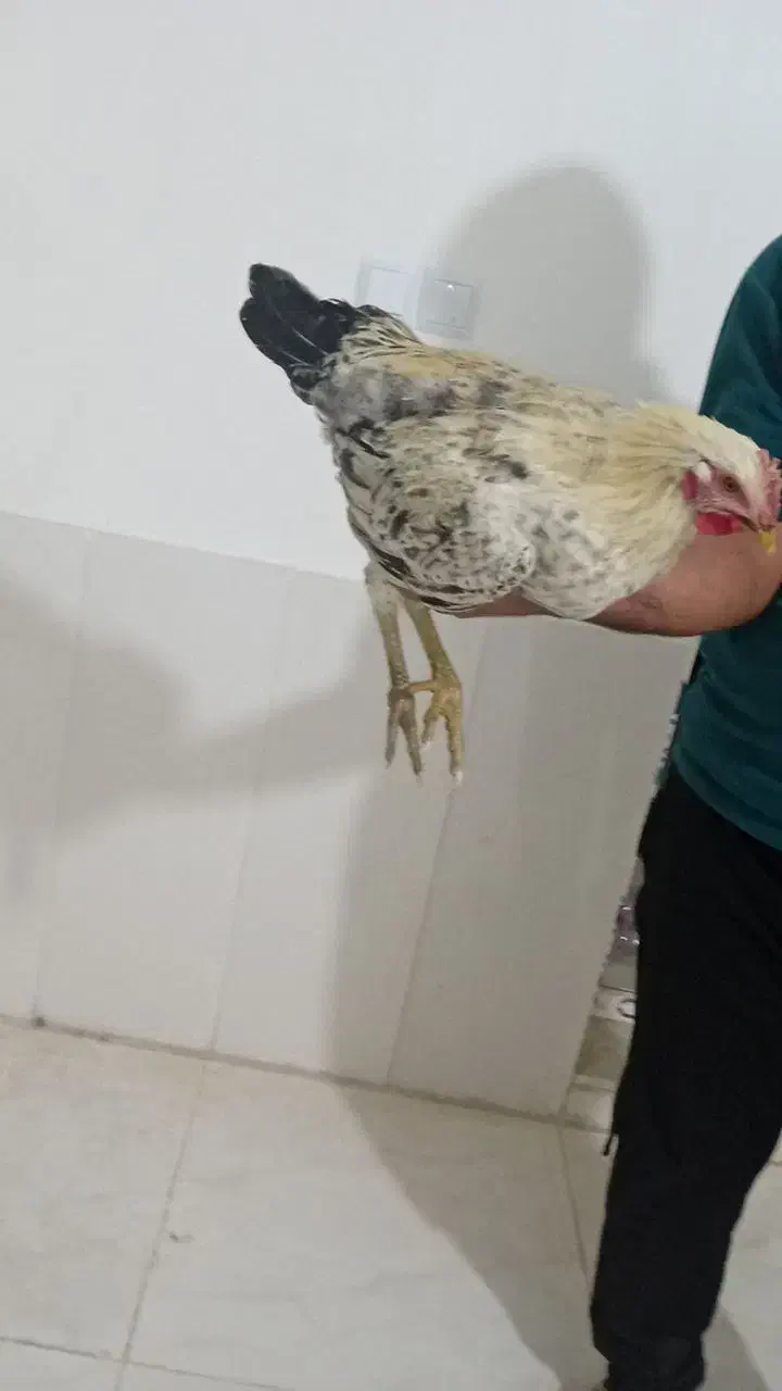 معاوضه خروس با کبوتر|پرنده|شازند, |دیوار