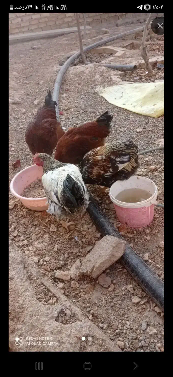 خروس محلی|حیوانات مزرعه|قوچان, |دیوار