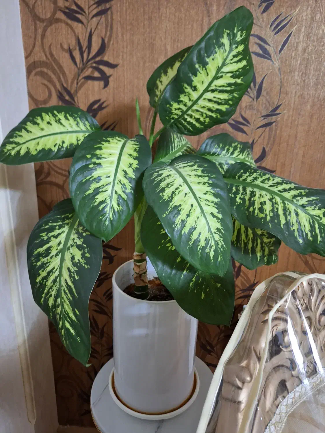 گل طبیعی|گل و گیاه طبیعی|کرمانشاه, |دیوار