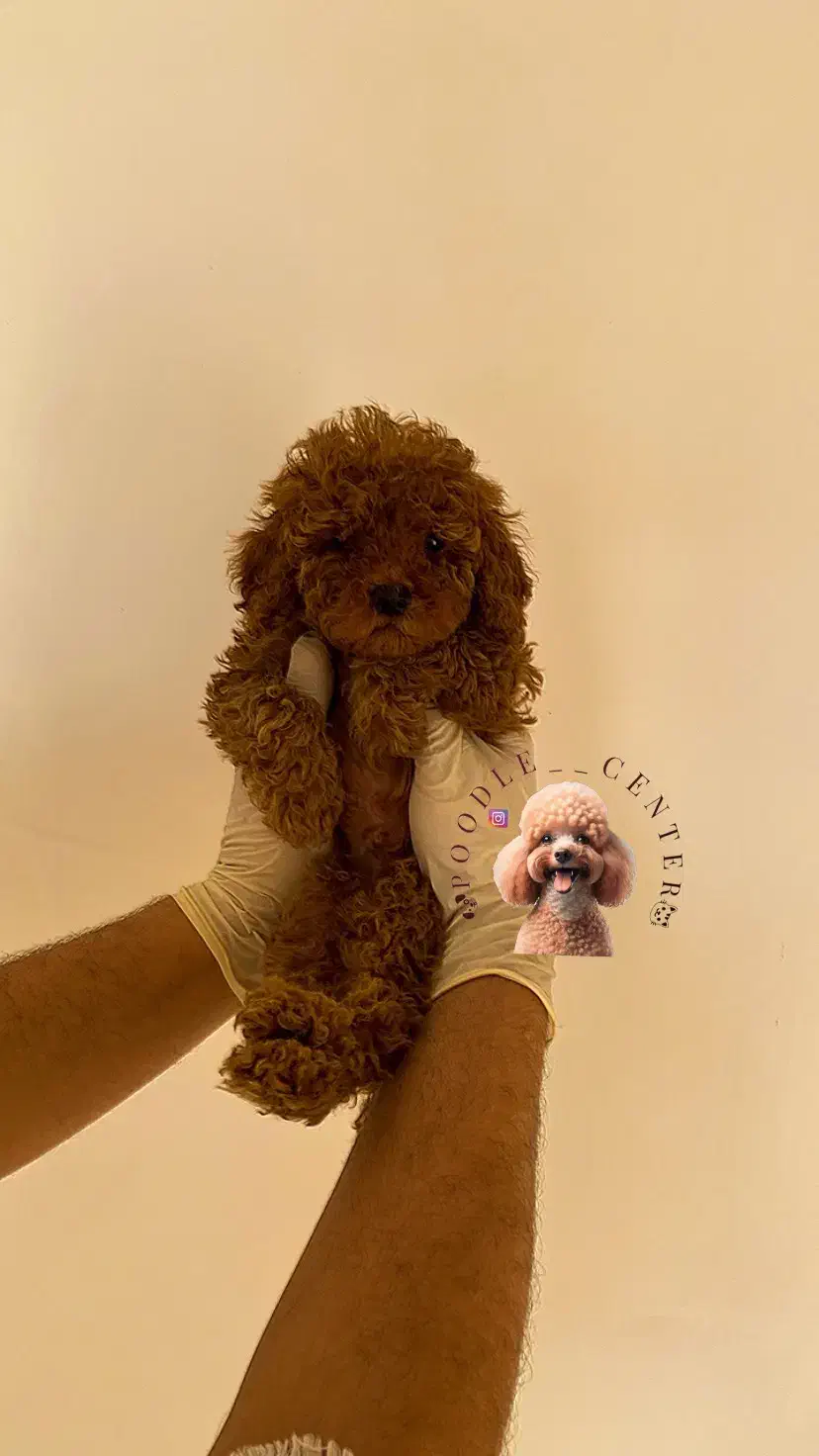 پودل توی اورجینال از مولدین وارداتی|سگ|رشت, بلوار گیلان|دیوار