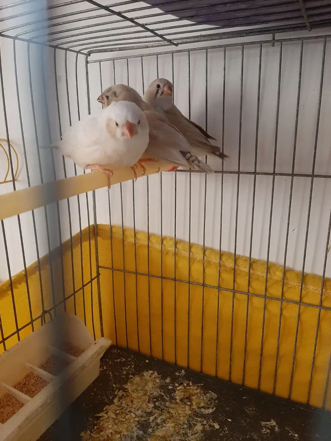 فنج کینگ سهره گلبسر سینه سرخ کبوتر گلدین برزیلی|پرنده|سمنان, |دیوار