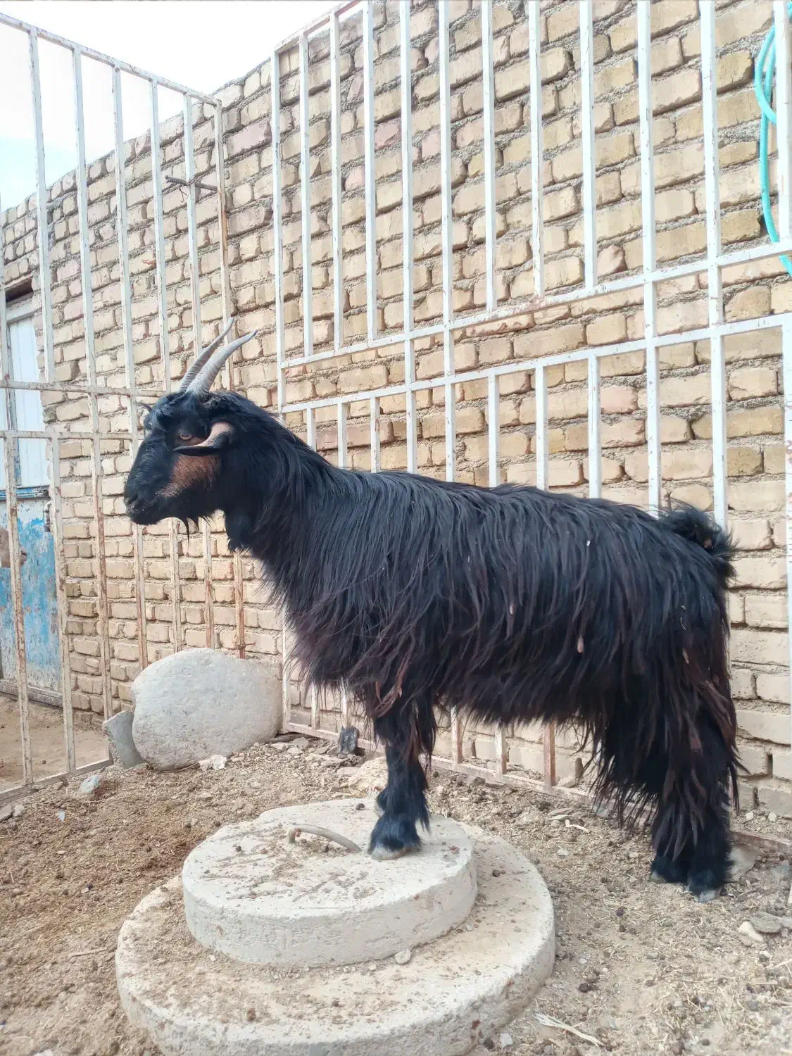 بزشیرازی|حیوانات مزرعه|اراک, |دیوار