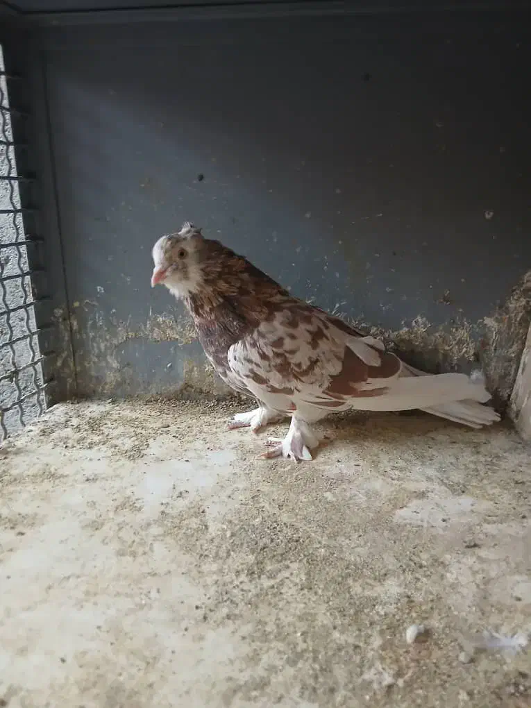 دو عدد نر شازده حما زیبا و هوای|پرنده|ری, ولی آباد|دیوار