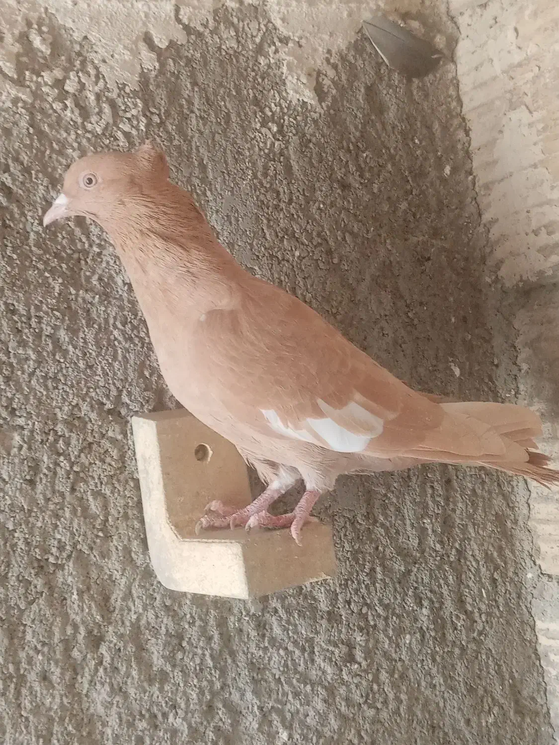 کبوتر سرک زرد ماده|پرنده|جهرم, |دیوار