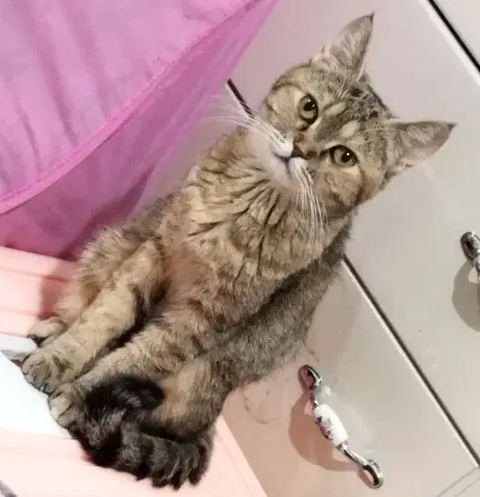 گربه ماده بریتیش عقیم شده|گربه|تهران, والفجر (افسریه)|دیوار