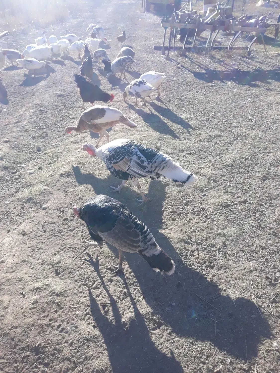 تعدادی بوقلمون و غاز و خروس و مرغ|حیوانات مزرعه|نمین, |دیوار