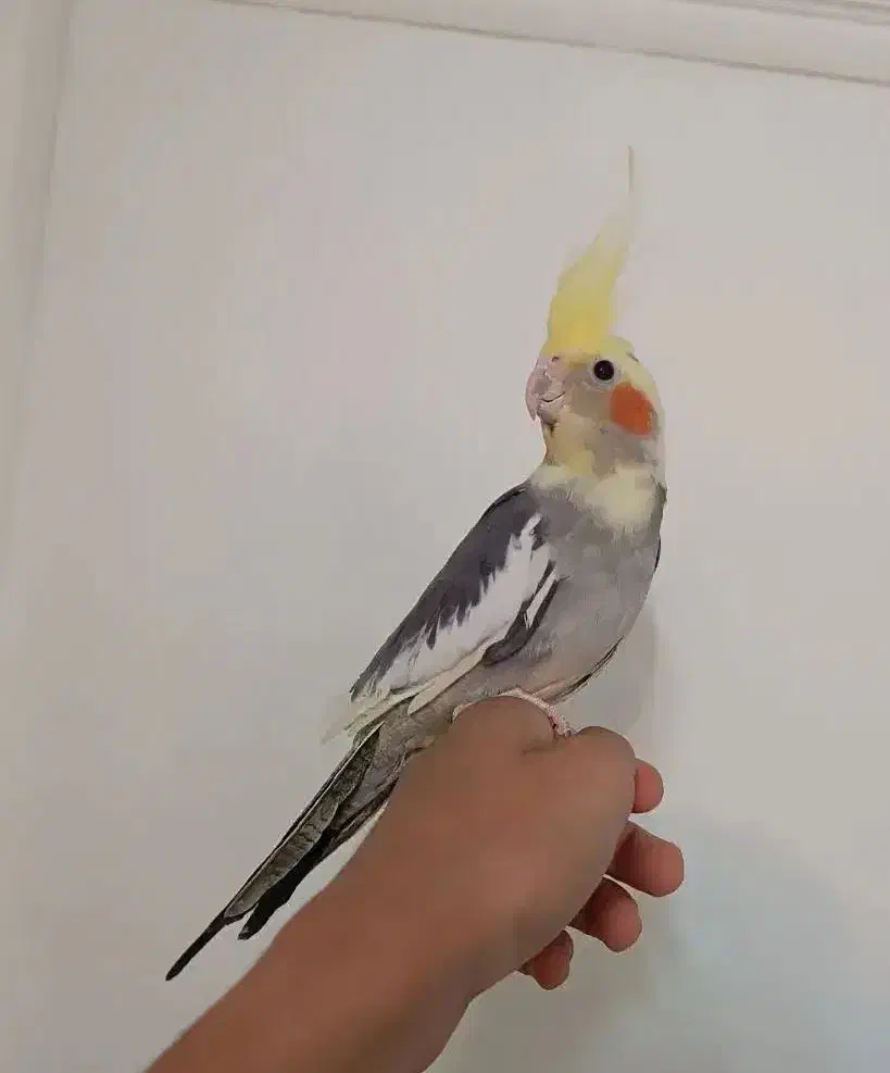 عروس هلندی سخنگو دستی نر|پرنده|سمنان, |دیوار