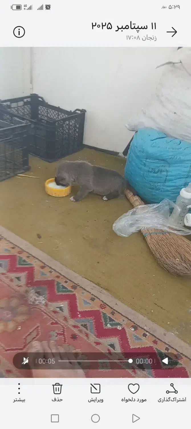 توله سگ سرابی گمشده محدوده کوی وحدت همان خاندره|سگ|زنجان, |دیوار