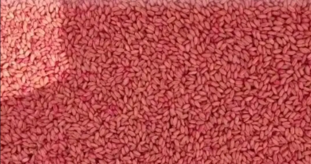 گندم|خوردنی و آشامیدنی|سارال, |دیوار