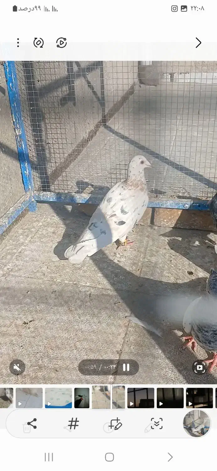 هفت رنگ زرد|پرنده|سبزوار, قصبه شرقی|دیوار