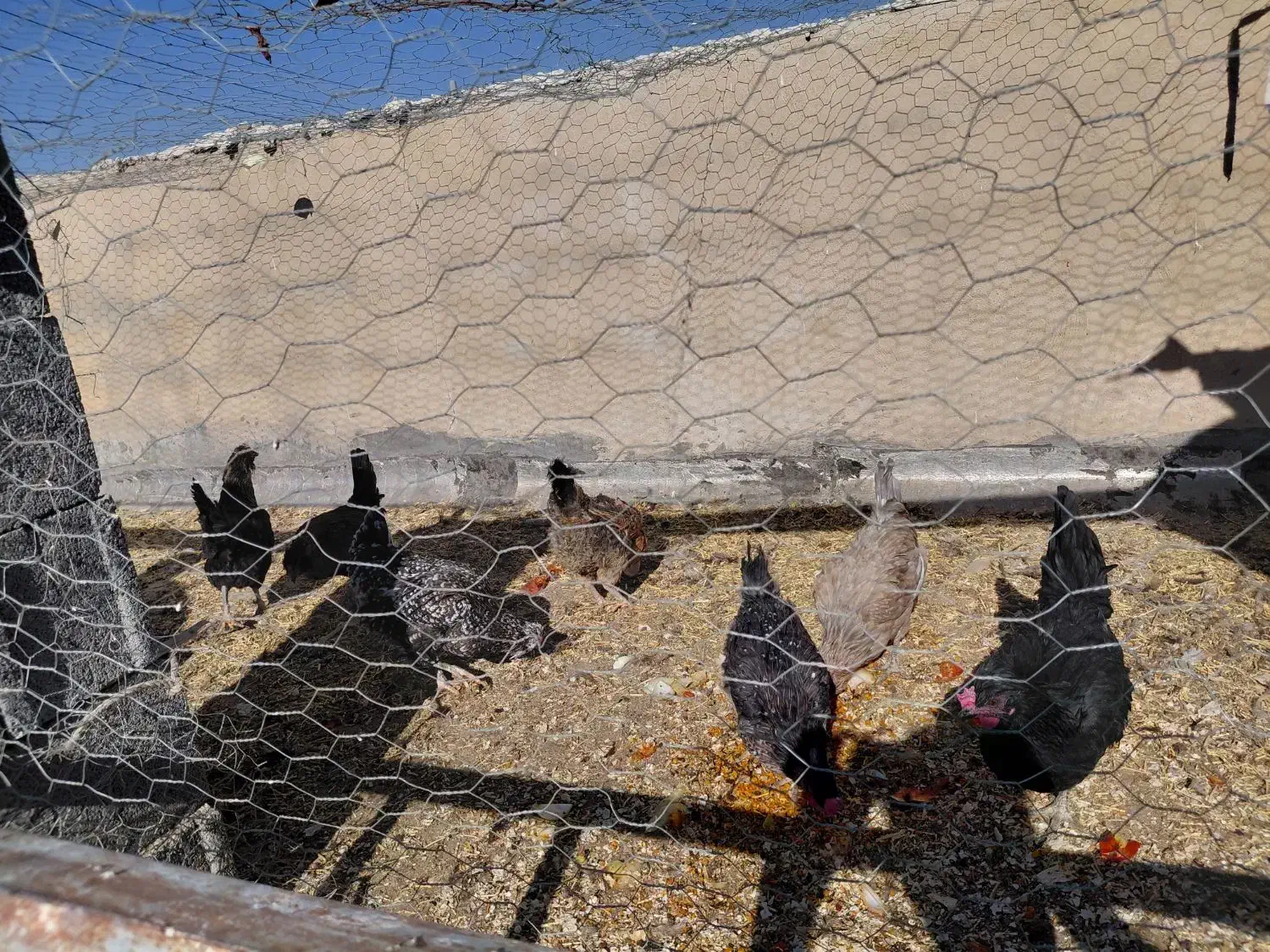 مرغ محلی و گلین تخم گذاری و کرک شو|حیوانات مزرعه|زرقان, |دیوار