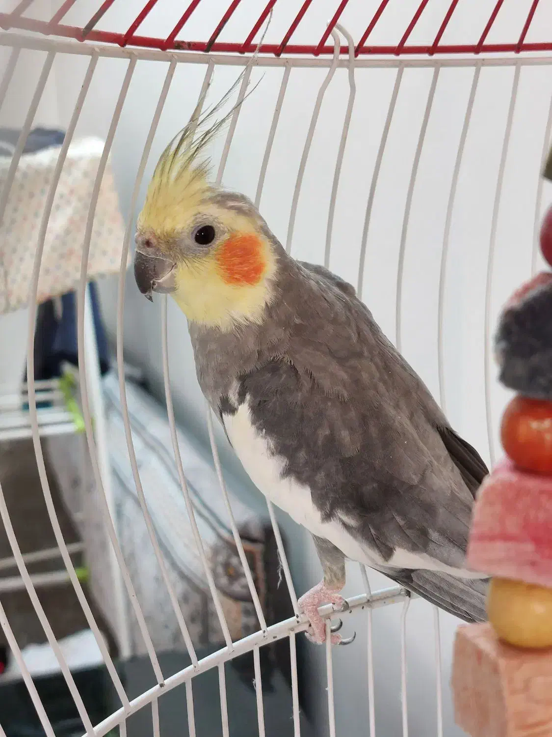 عروس هلندی نر|پرنده|فاضل آباد, |دیوار