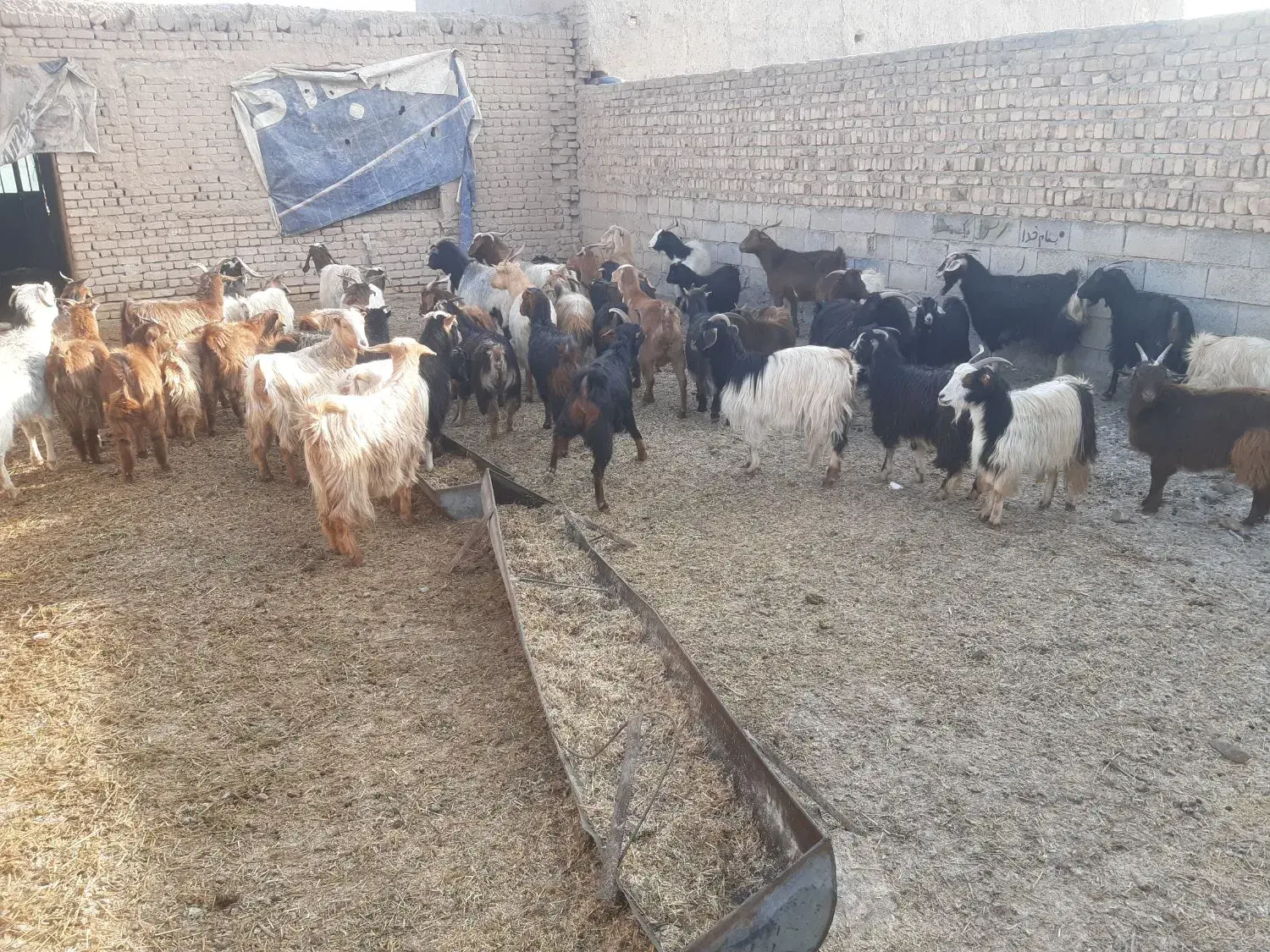 بز و چپش|حیوانات مزرعه|بشاریات, |دیوار