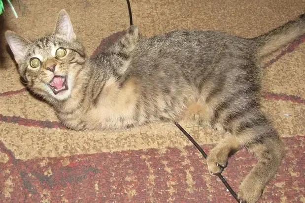 واگذاری گربه|گربه|ماکو, |دیوار