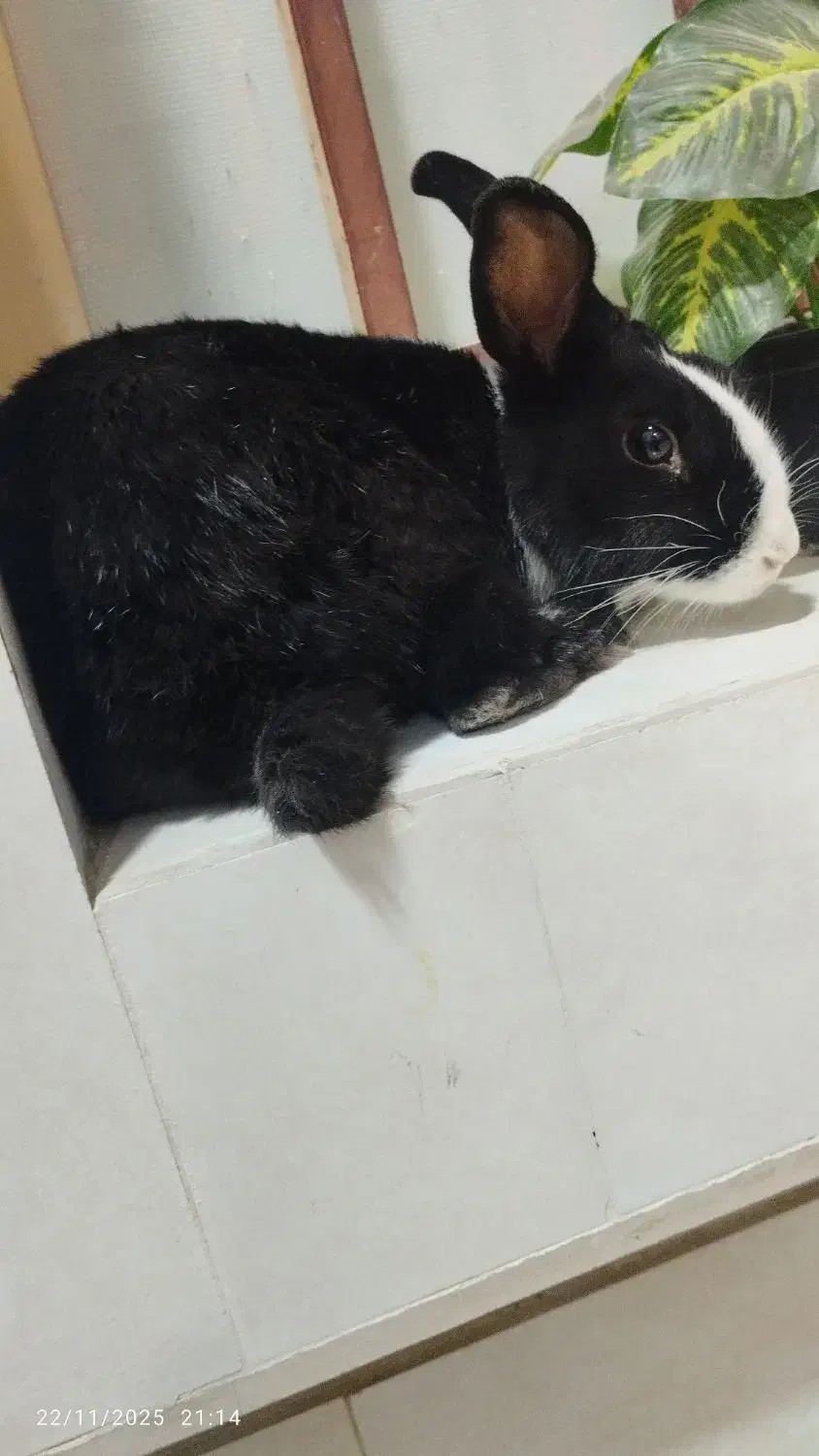 خرگوش|موش و خرگوش|ایذه, |دیوار