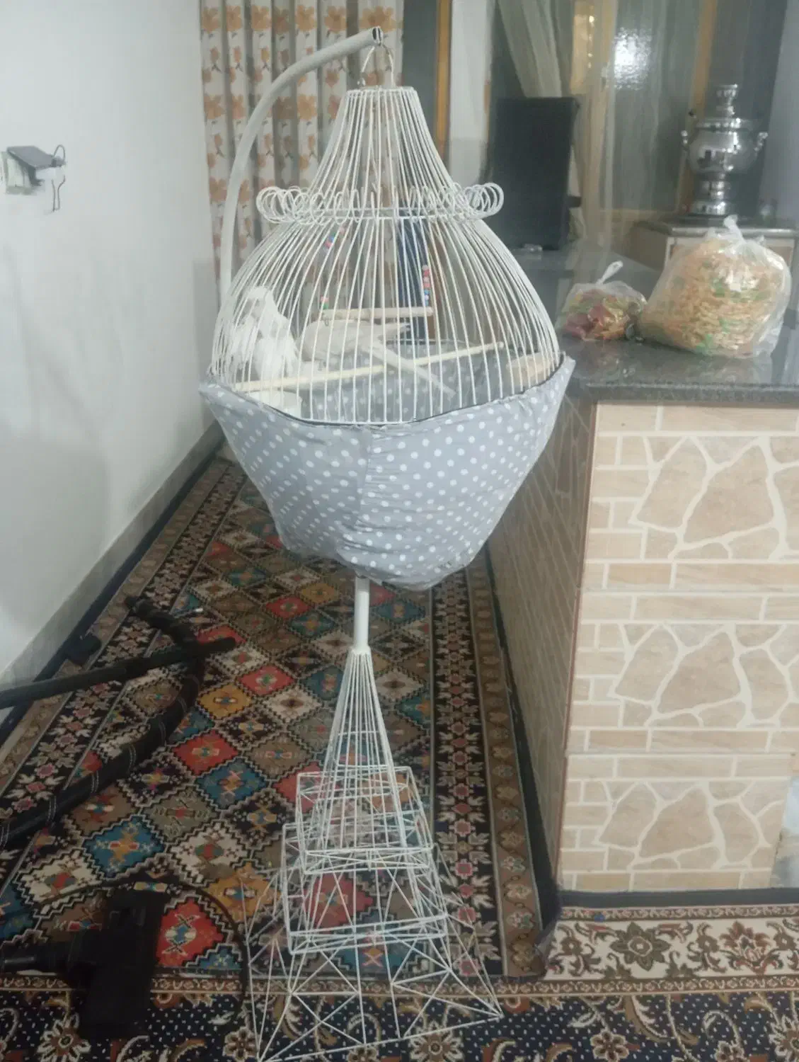 یک جفت عروس هلندی آلبینوسخن گو|پرنده|ماهدشت, |دیوار