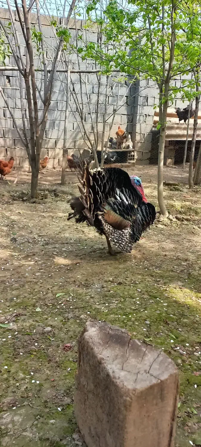 بوقلمون نر و ماده|حیوانات مزرعه|گرگان, |دیوار