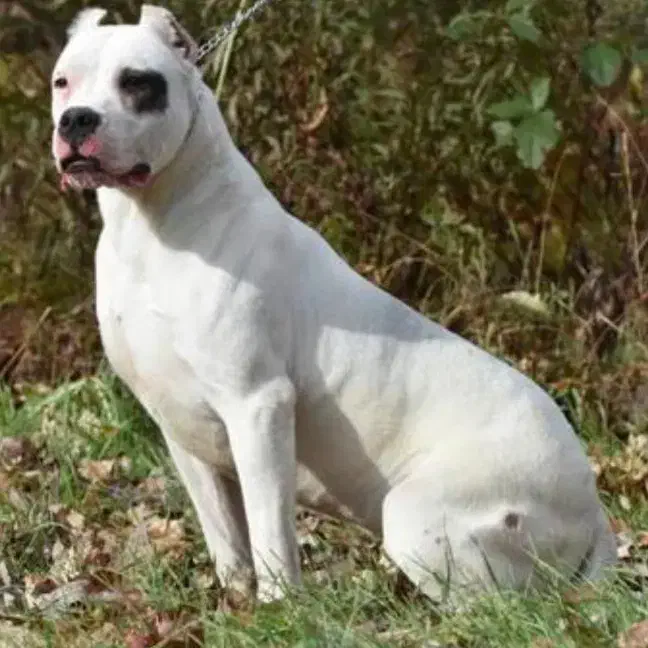 داگو|سگ|مشهد, شهرک رازی (شهرک غرب)|دیوار