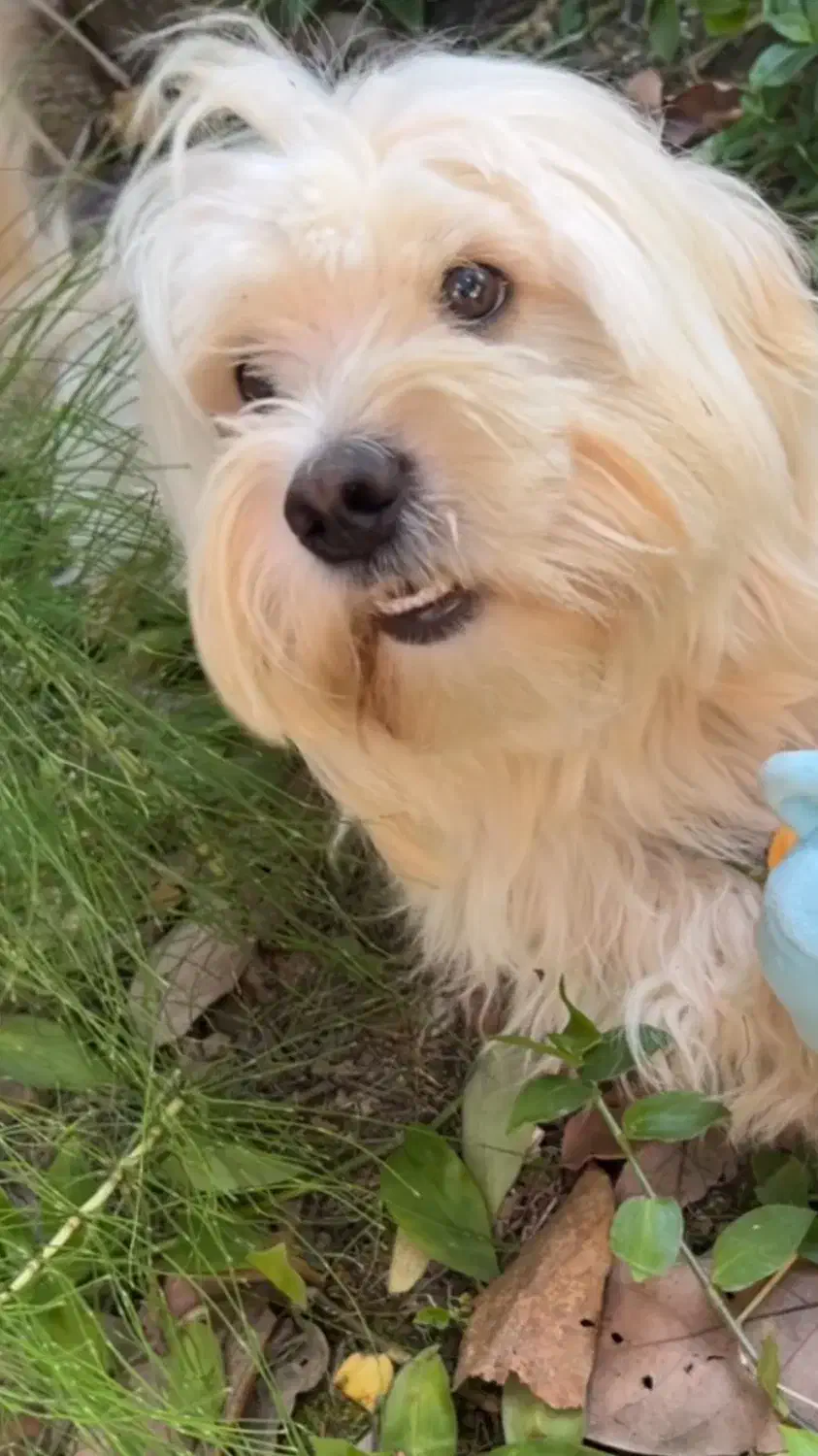 حیوان خانگی|سگ|رشت, سعدی (تختی)|دیوار