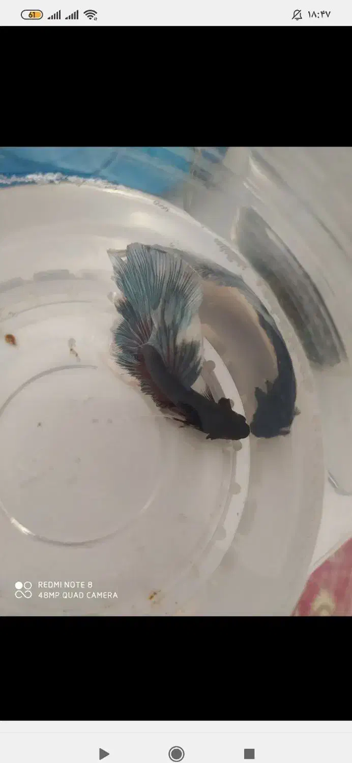 ماهی فایتر نر درشت|ماهی|قزوین, |دیوار