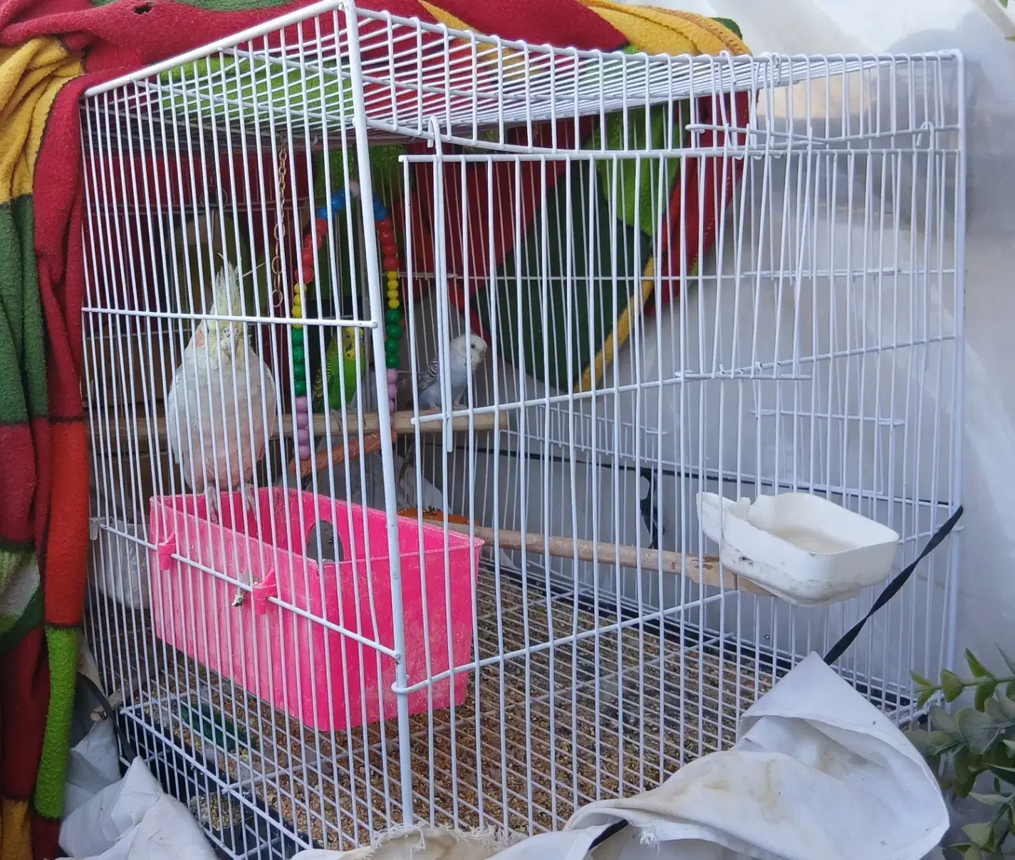 عروس هلندی و مرغ عشق|پرنده|مشهد, کوی سیدی|دیوار