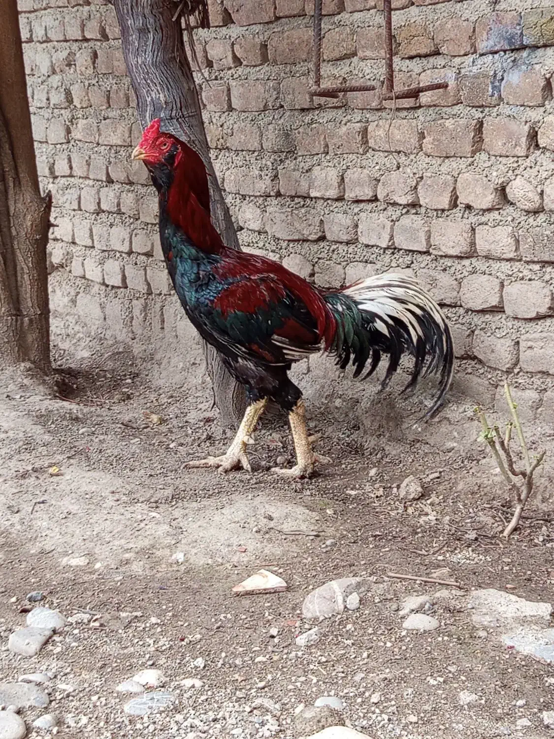 خروس لاری ریش|پرنده|مینودشت, |دیوار