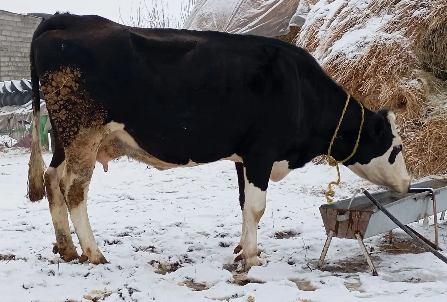 گاو شیری سمینتال|حیوانات مزرعه|نظر کهریزی, |دیوار