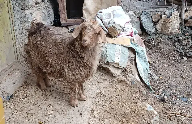 دو عدد بزغاله درجه یک ،گوسفند،بره|حیوانات مزرعه|جوانرود, |دیوار