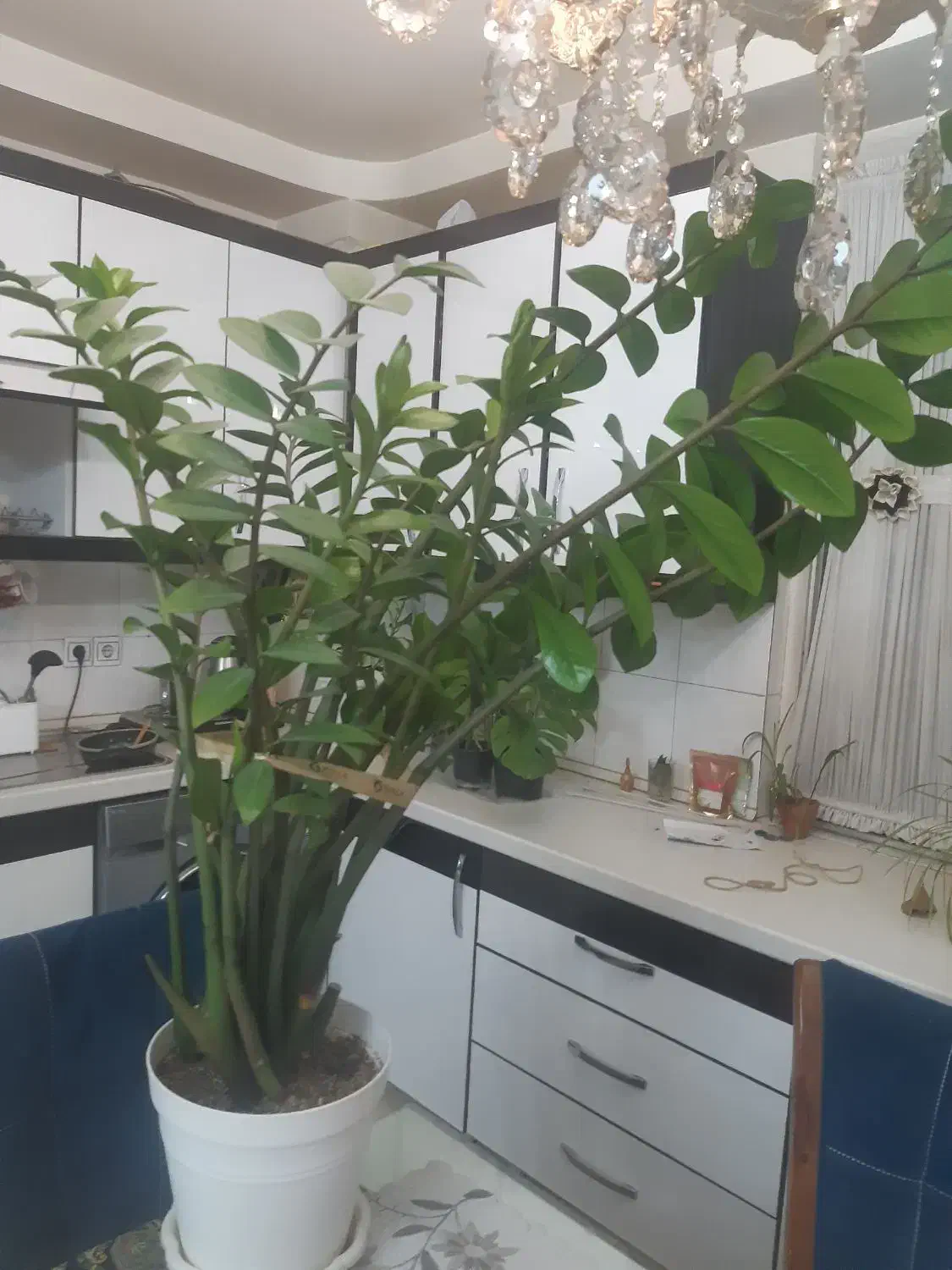 زاموفیلیا|گل و گیاه طبیعی|تهران, قلمستان|دیوار