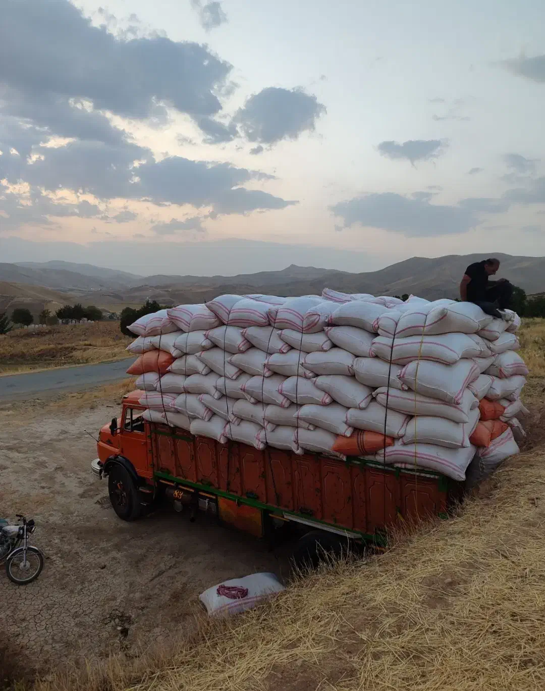 الک شده خرمنکوب|خدمات باغبانی و درختکاری|تربتحیدریه, پائین ولایت|دیوار
