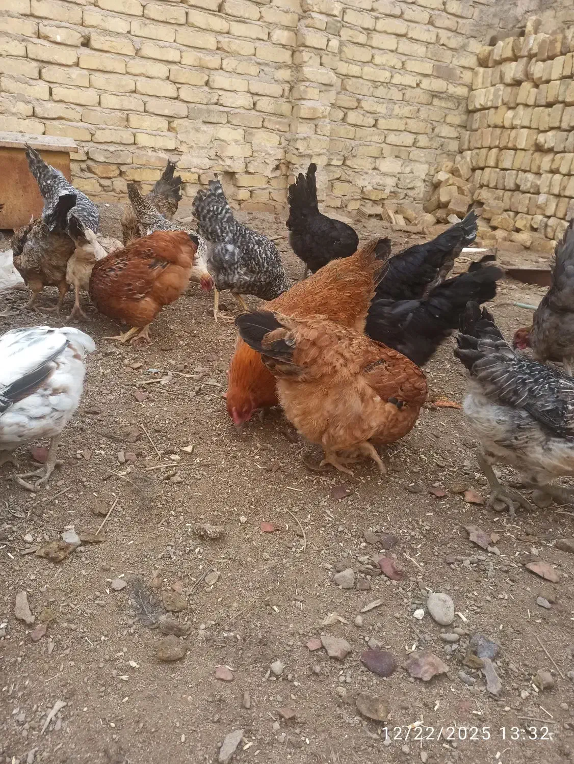 مرغ رسمی تخمگذار|پرنده|یزد, |دیوار