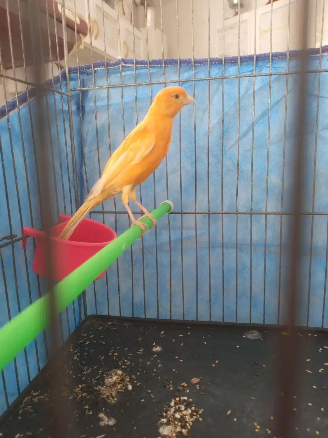 قناری دو عدد مست مست|پرنده|بروجرد, |دیوار