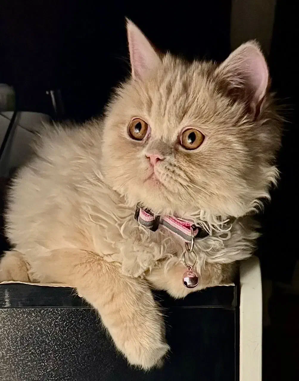 گمشده|حیوانات|اصفهان, کوی ولی عصر|دیوار