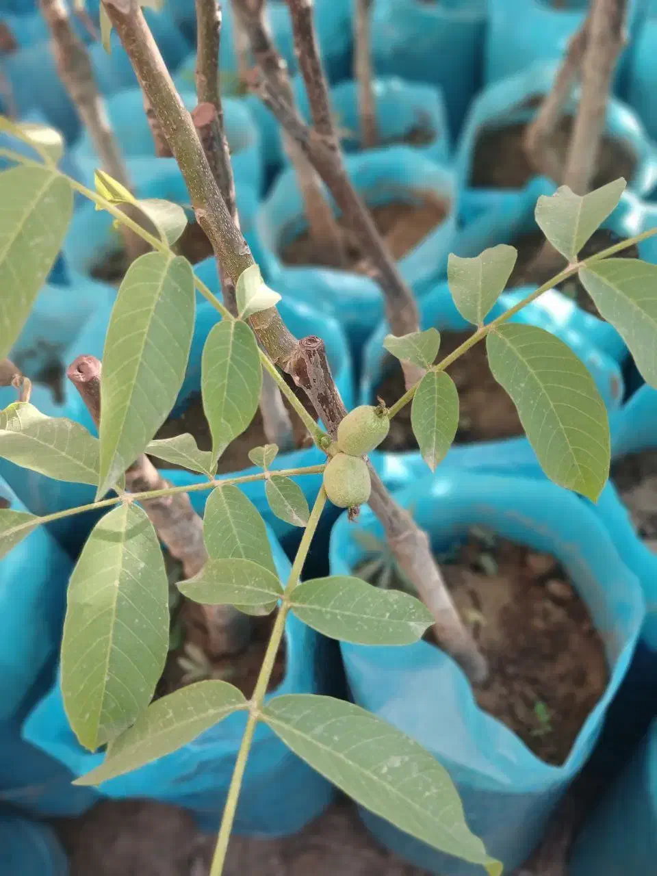 نهال گردو درجه یک با ضمانت سلامت و رشد سریع|خدمات باغبانی و درختکاری|رشت, شهرک قدس|دیوار